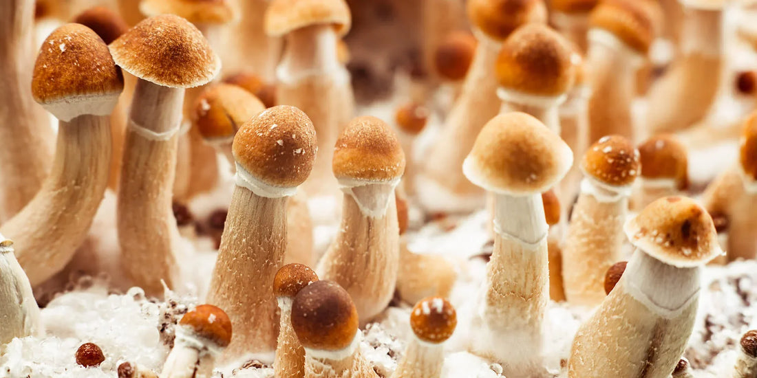 The Magic of Biodynamic Mushrooms: Unlocking Cognitive Superpowers!